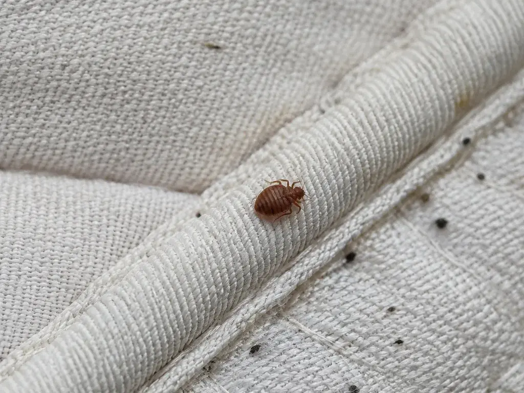 A bed bug on the seam of a mattress